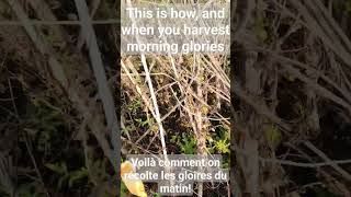 quick lesson on harvesting morning glory seeds