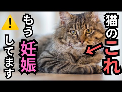 猫の妊娠