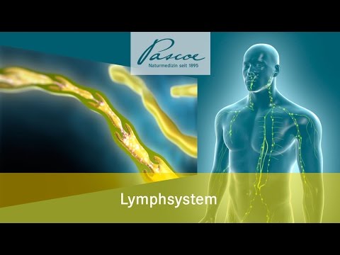 Pascoe Naturmedizin: Die Lymphe - Das Allerfeinste im Körper