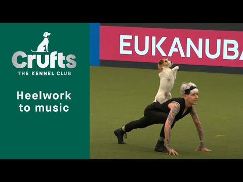 Heelwork To Music - Freestyle International Competition Part 1 | Crufts 2023