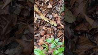 Download lagu What snakes in Jamaica looks like!!🐍 #caribbean #jamaica #safe #travel #adventure #culture #snake mp3 Download lagu What snakes in Jamaica looks like!!🐍 #caribbean #jamaica #safe #travel #adventure #culture #snake mp3