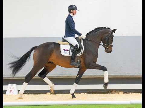 Velvedere *2019 - Präsentation auf der westfälischen Privathengstschau 2022