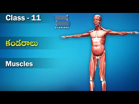 కండరాలు – Muscles | Locomotion and movement | Biology Telugu