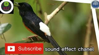 Download lagu suara pikat MURAI BATU terbaru 2022||untuk masteran juga bisa mp3