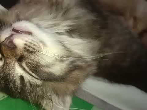 Sound to make your cat sleep within 5 minutes