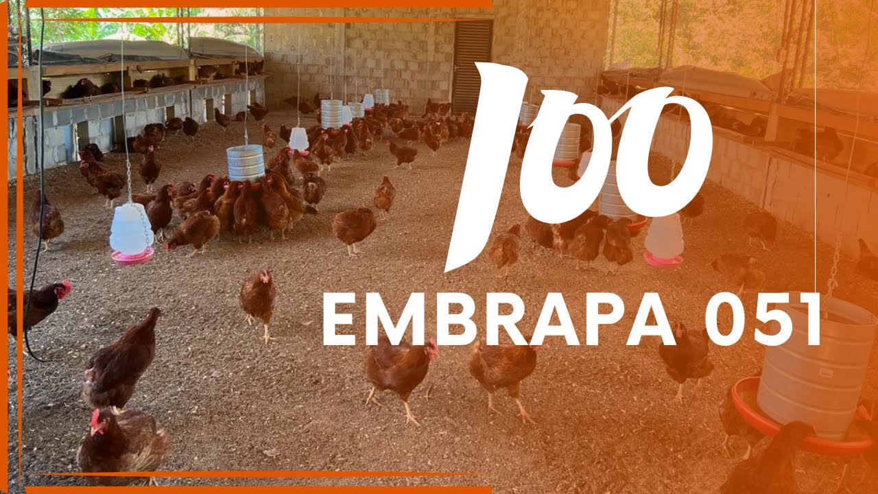 COMEÇAR com 100 galinhas EMBRAPA 051: custos da estrutura ao início da postura