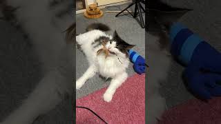 羽を放さない猫【ノル猫ミロシー】 #shorts