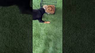 Video preview image #1 Rottweiler Puppy For Sale in Hillsboro, NH, USA