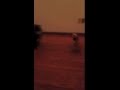 ELMO DANCES WITH CAT ON NEW YEARS EVE