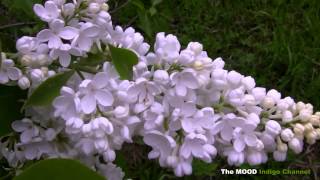 If You're Not The One For Me