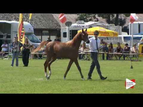N.100 LAMANDRO - Ströhen 2016 B-Show - Yearling Colts (Class F)