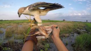 hunting with changeable hawk eagle "theo"