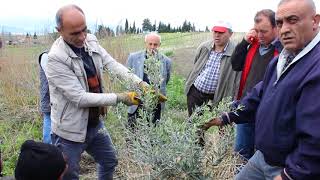 gemlik zeytini ilk yıl şekil budaması