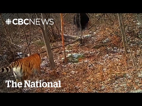 #TheMoment researchers were blown away to learn that tigers hunt bears