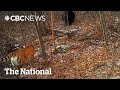 TheMoment Researchers Were Blown Away To Learn That Tigers Hunt Bears