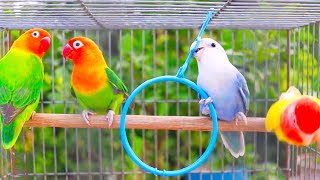 Download lagu Lovebird Paradise - Cute & RomanticBirds Moments mp3