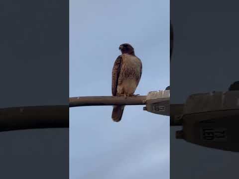 Red Tailed Hawk Ocean Beach, San Francisco Bay
