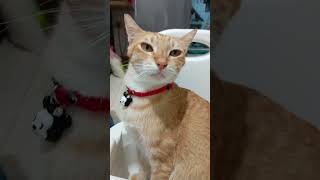 Download lagu I'm not sure what to do #catfunny mp3 Download lagu I'm not sure what to do #catfunny mp3
