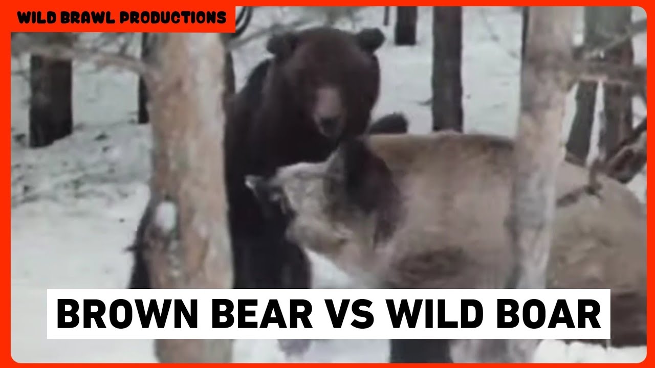 Rare footage of fight between ussuri brown bear and ussuri wild boar