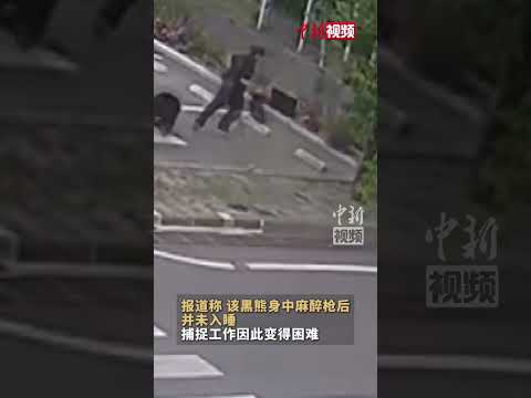 Black bear attack in Fukushima, Japan leaves 4 injured; security footage shows the bear circling ...