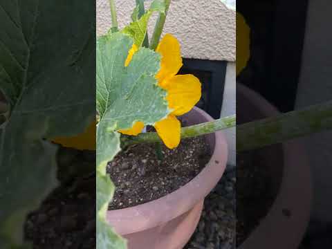 ズッキーニの隣に置いてはいけない野菜は何ですか?彼らは彼らの成長にどのような影響を与えるのでしょうか？  庭園