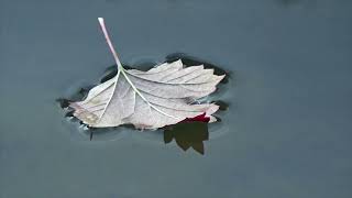 Download lagu R.Stewart - Sailing (Mesmerising cover) mp3 Download lagu R.Stewart - Sailing (Mesmerising cover) mp3