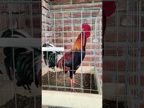 Albany Sweater Hoskins Kelso Bullock clemmons Mclean Leiper rh