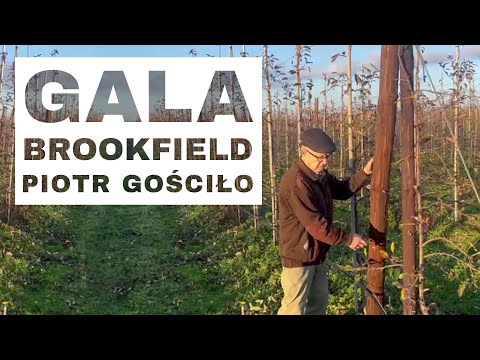Gala Brookfield - Komunikat Sadowniczy - Piotr Gościło