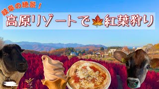 【郡上市】岐阜のリゾートで癒される🍁高原の紅葉狩り／A trip to feel autumn at a resort in Gifu