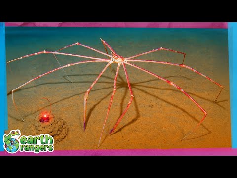 Amazing Deep Sea Creatures! 🪼 | Earth Rangers
