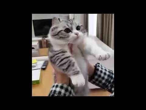 Cutest Cats and kittens  overloaded - Mewcatx official teaser