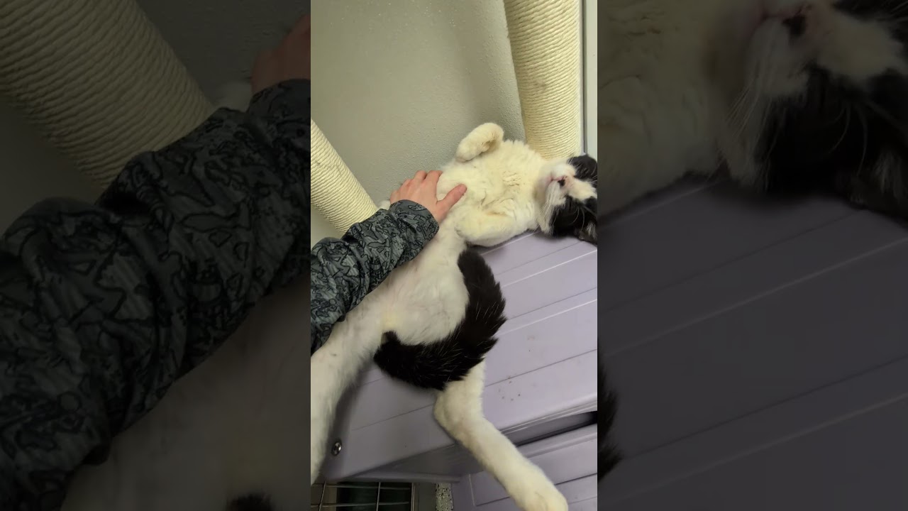 Enlarge Simon, a ADOPTABLE mixed breed in Mount Carmel, IL video 3/4