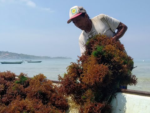 , title : 'Praktek Budidaya Rumput Laut yang Baik dan Benar'