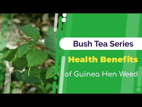 Health Benefits of Guinea Hen Weed | Bush Tea Series | Jamaican Things