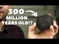Why almost all coal was made at the same time