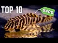 Most Expensive Freshwater Fish For Aquarium