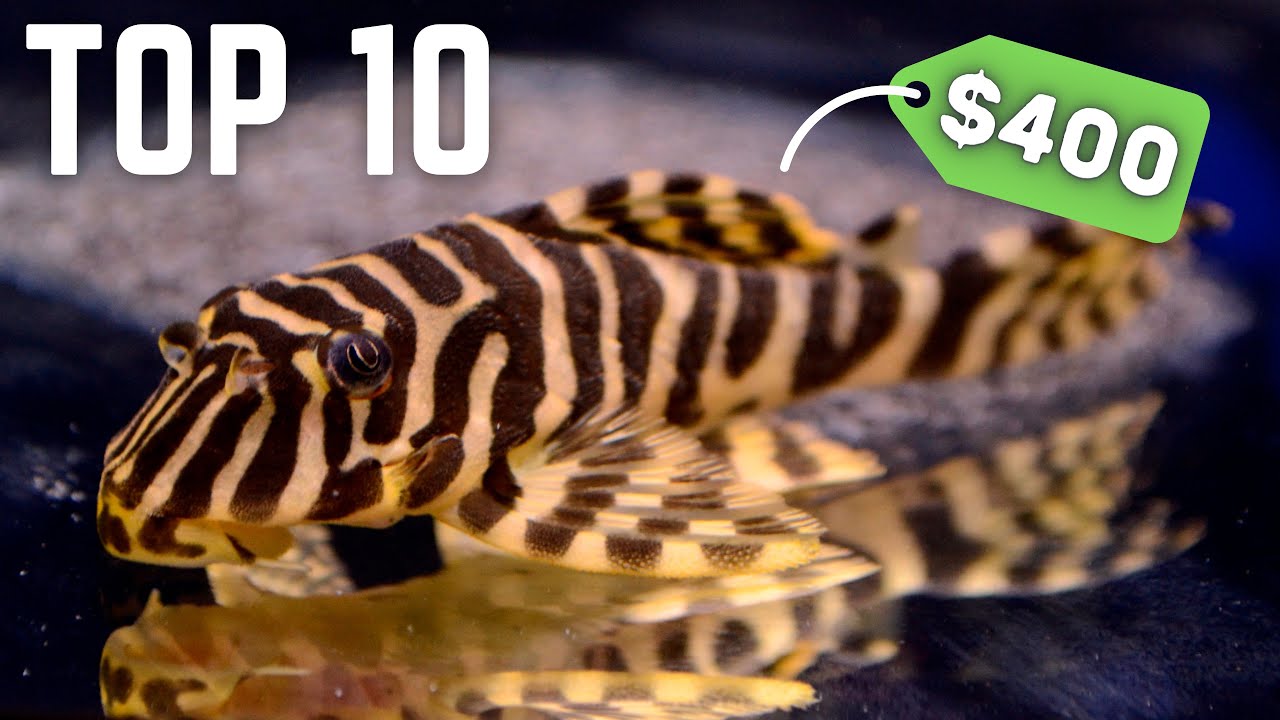 Top 10 Most EXPENSIVE Fish in the Fish Room!