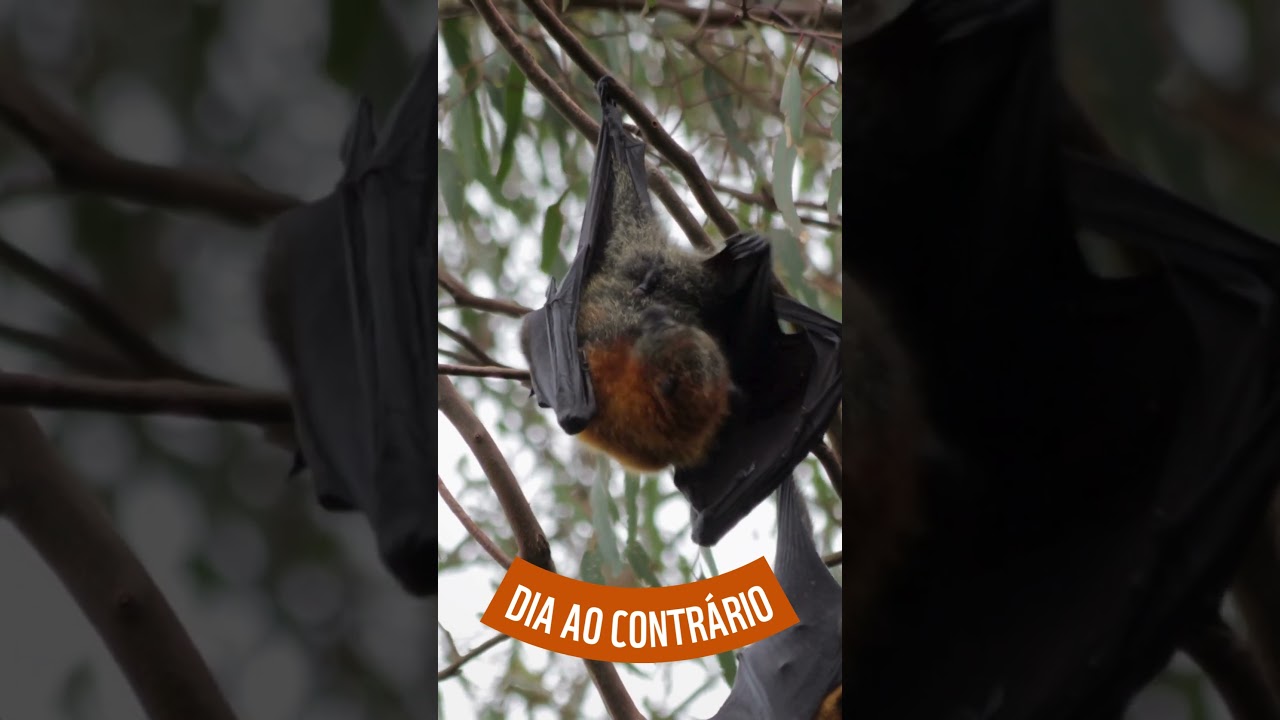 Dia ao Contrário