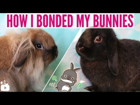 YouTube video about: Can two unspayed rabbits live together?
