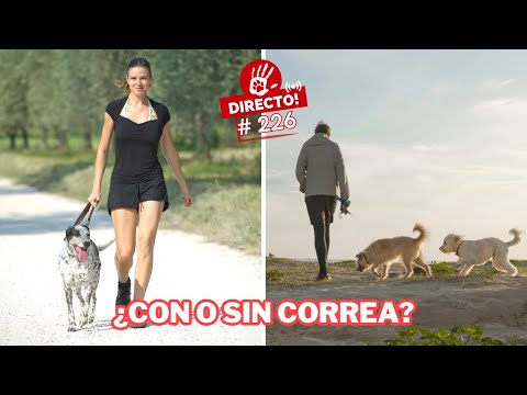 ¿Cómo pasear a tu perro CON correa y SIN correa? 👀 ► 🔴DIRECTO # 226