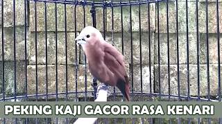 Download lagu kicau burung emprit kaji gacor ngerol isian kenari mp3
