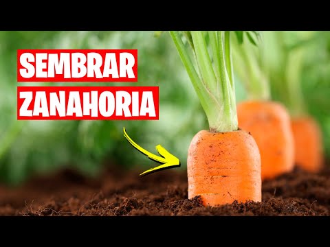 , title : 'Como sembrar Zanahorias 🥕 (Huerto Urbano) | La Huerta de Ivan'
