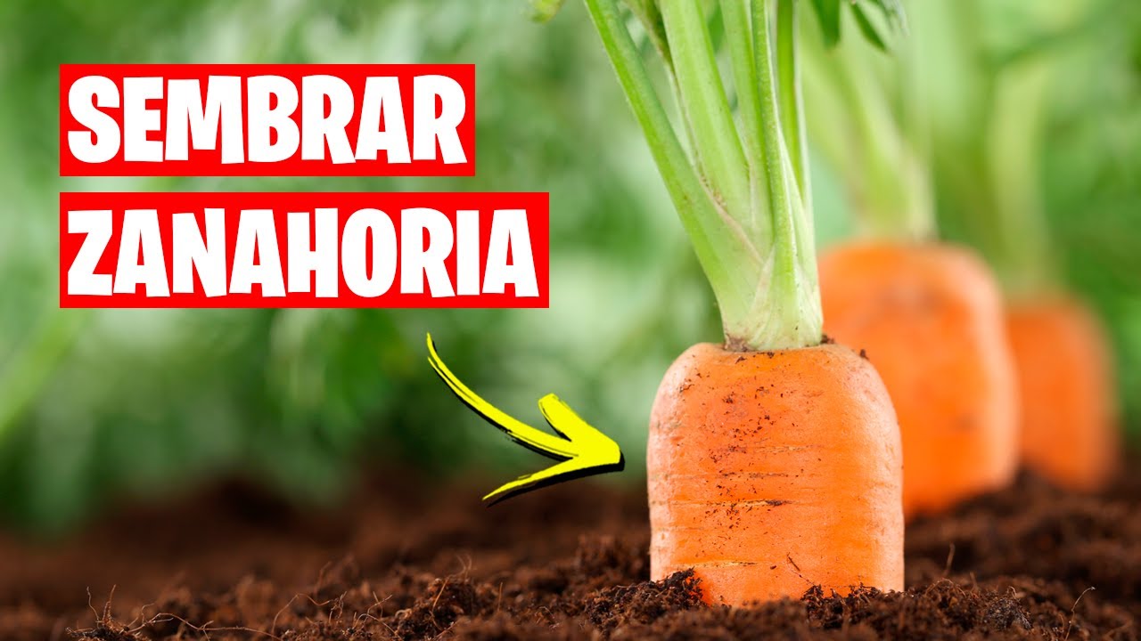 Guía para sembrar deliciosas zanahorias en tu huerto urbano