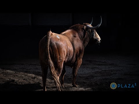 SORTEO | Novillos Paloma Sánchez Rico
