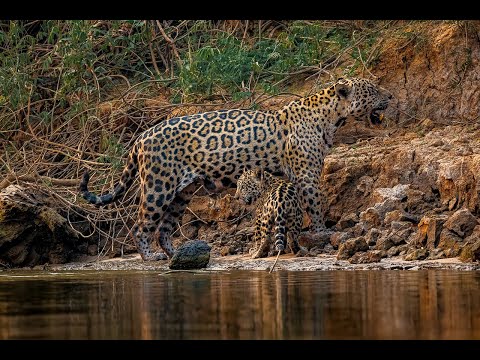 Momento Incrível: Mamãe Onça Pintada e Seu Filhote de 4 Meses no Pantanal