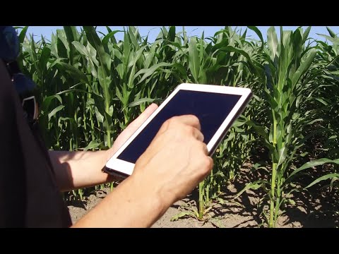 Irrigazione razionale: chiave per il reddito del mais