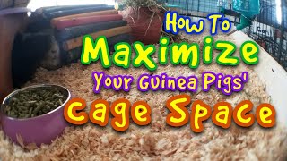 How To Maximize Your Guinea Pigs