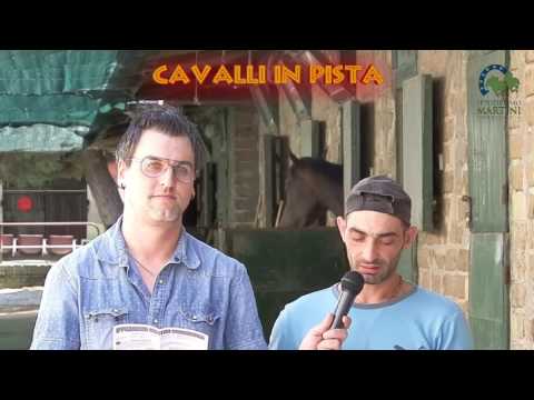 " Cavalli in Pista " Rubrica del 30 Agosto 2016 ippodromo Martini Corridonia