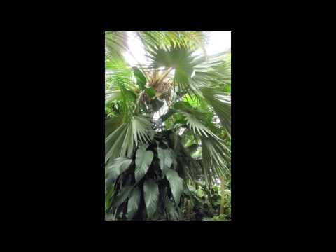 Blues, J. Moser Piano: G. Dingler