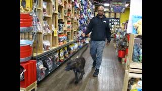 Video preview image #1 Labrador Retriever-Unknown Mix Puppy For Sale in Enfield, CT, USA